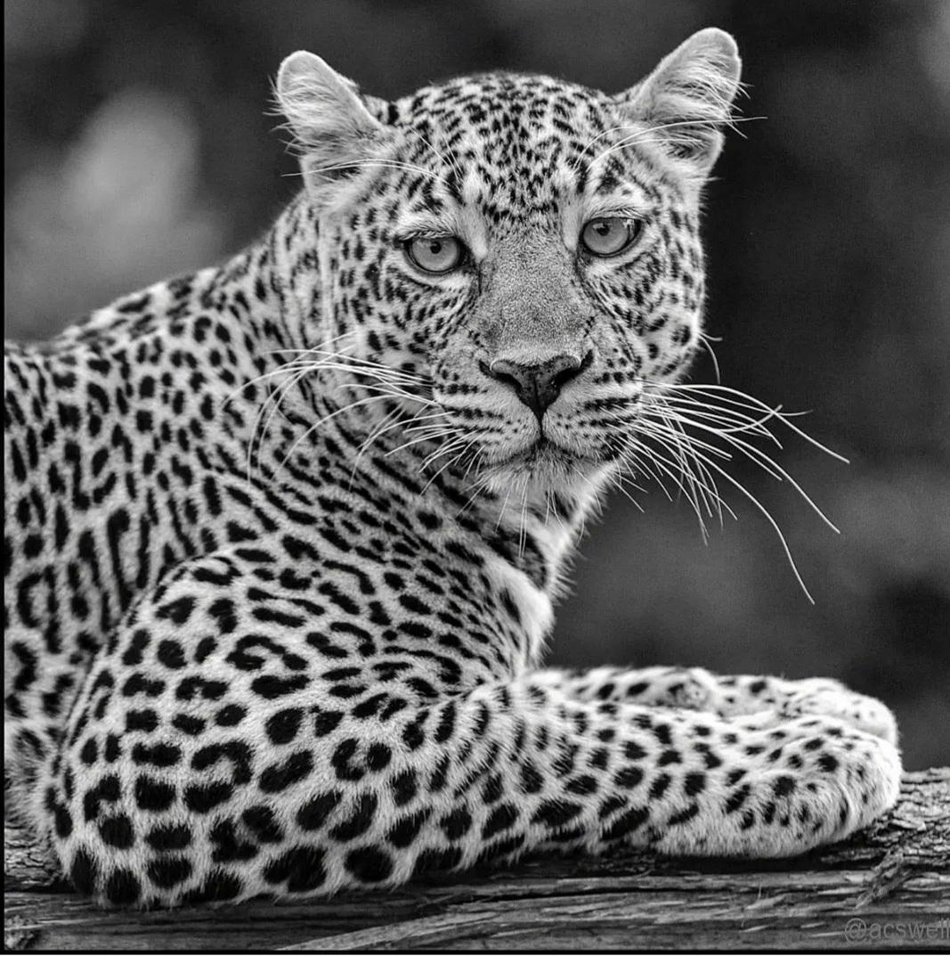 Le Regard du Léopard