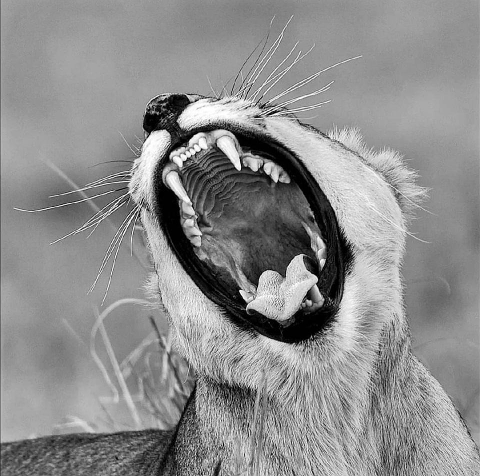 Le Palais de la Reine