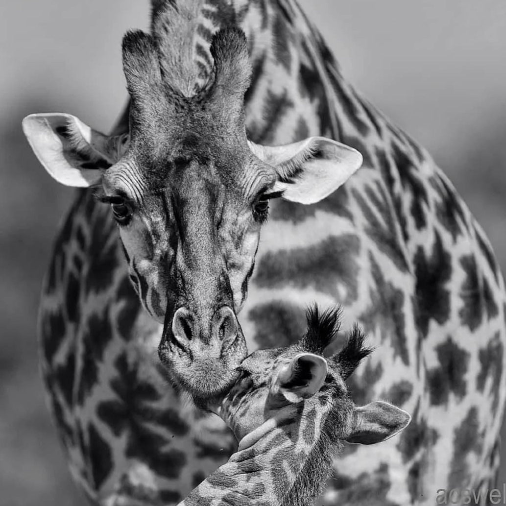 Le Regard d'une Mère