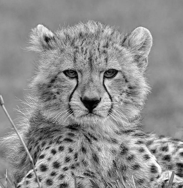 Save the Cheetashs