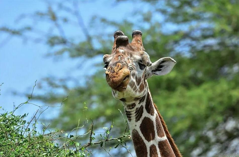 Zut ! La journée du baiser est passée !